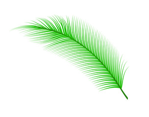 Obraz premium Coconut Leaf