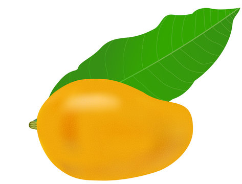 recommend clip art: Mango and Leaf