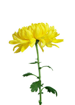 Yellow chrysanthemum