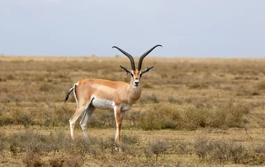 Selbstklebende Fototapeten Impala - medium-sized African antelope © lexan