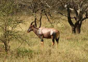 Topi - medium-sized African antelope