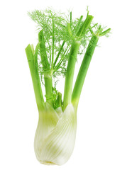 Anise Fennel