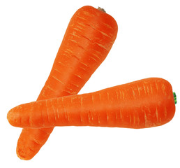 Carrot