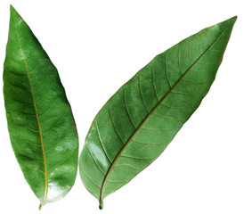 Longan Leaves