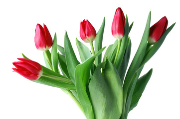Red tulip on white with clipping path