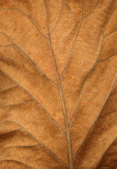 dead tropical leaf close-up