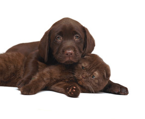 Chocolate kitten and chocolate pup.