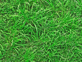 wild green grass