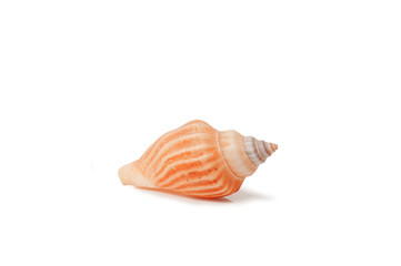 Sea shell with clipping path
