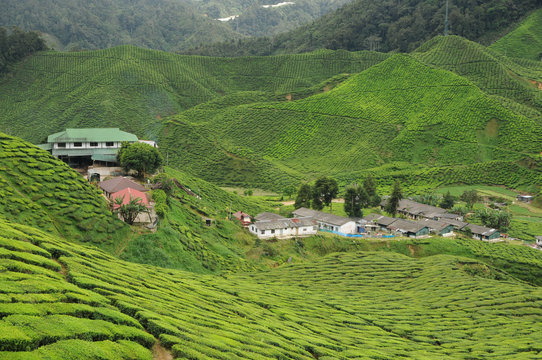 cameron highland tea plantation