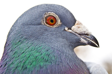 Pigeon