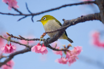リュウキュウメジロと寒緋桜