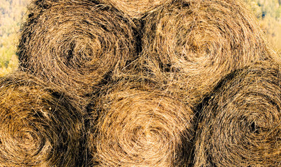 Hay