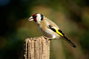 Chardonneret élégant