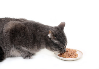 The grey cat eats the cat's canned food