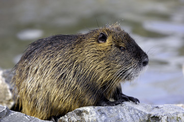 Biberratte