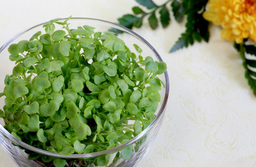 青ジソスプラウト