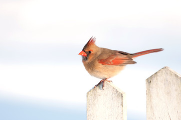 Female cardinal on a picket fince