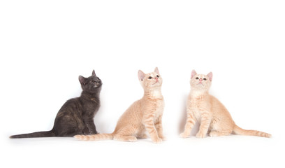 Three kittens looking up