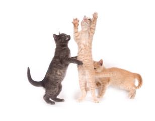 Three kittens playing on a white background