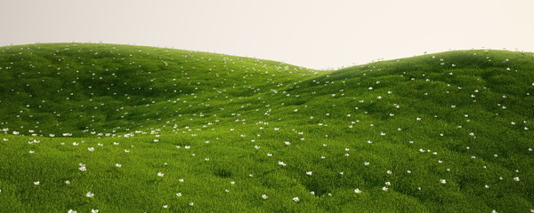 Grass field with white flowers - 12129201