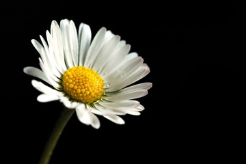 Gänseblume im Licht