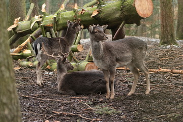 Reh © Petra Kohlstädt