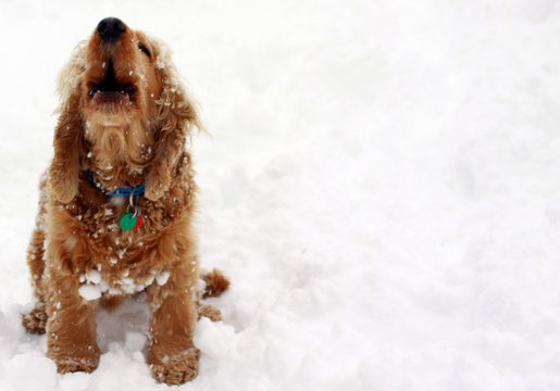 Hund im Schnee