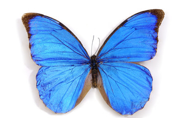 Obraz na płótnie Canvas Blue butterfly