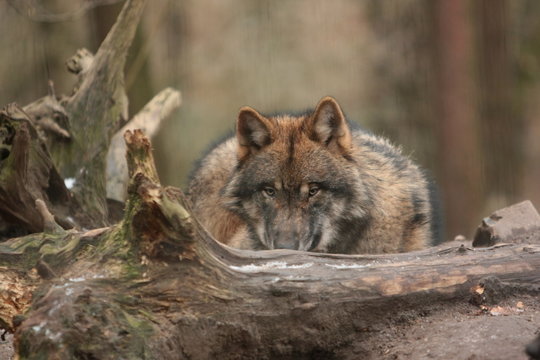 Wolf