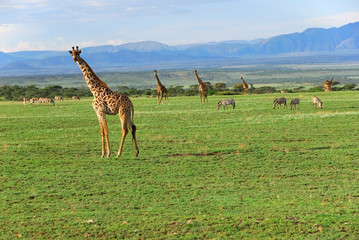 Obraz premium African landscape with giraffes