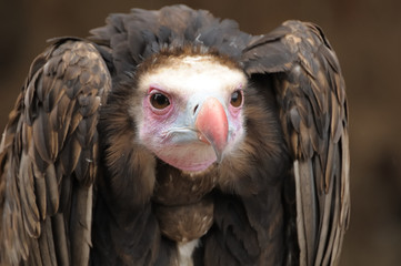 Vautour &agrave; t&ecirc;te blanche