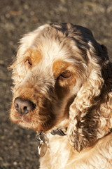 golden cocker spaniel pet dog in outdoor setting