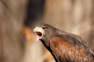 Angry Hawk