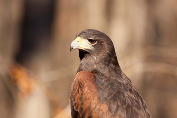 Harris Hawk Profile