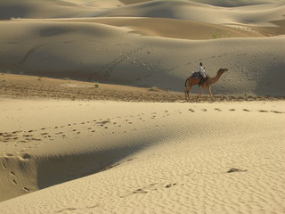 Camel in Sam Desert, Rajasthan 2