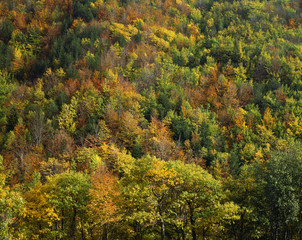 Naklejka premium Autunno