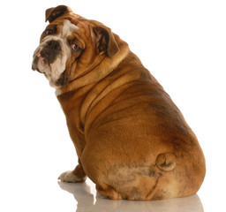 english bulldog sitting with back turned towards the camera