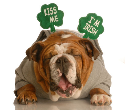St. Patricks Day dog - funny Irish bulldog
