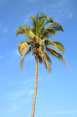 Obraz premium Lonely palm tree over sky