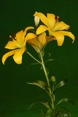 Yellow lilies on green background