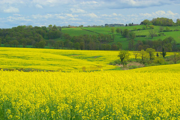 Raps -  Rapeseed 20