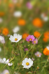 Obraz premium Flower Garden