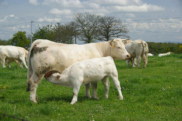 Rind - cow 32