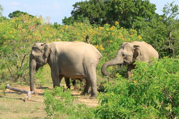 Éléphants, parc du Yala, Sri Lanka