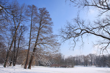 Winter In The Park