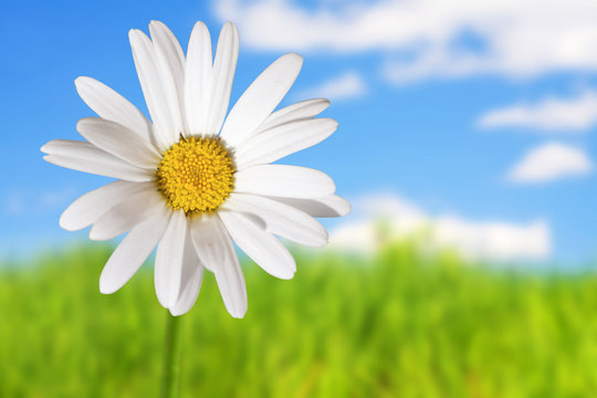 White daisies on blue sky and green grass background