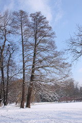 Winter In The Park