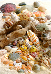 Shells and Driftwood in the Sand, Large Display