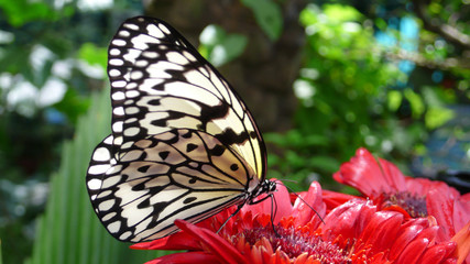 Schmetterling © Matthias Orgler